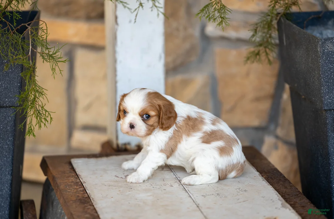 Cavalier King Charles Spaniel dogs for sale: AKC Wendy - Ad 1