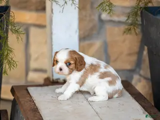 Cavalier King Charles Spaniel dogs AKC Wendy - Ad 31