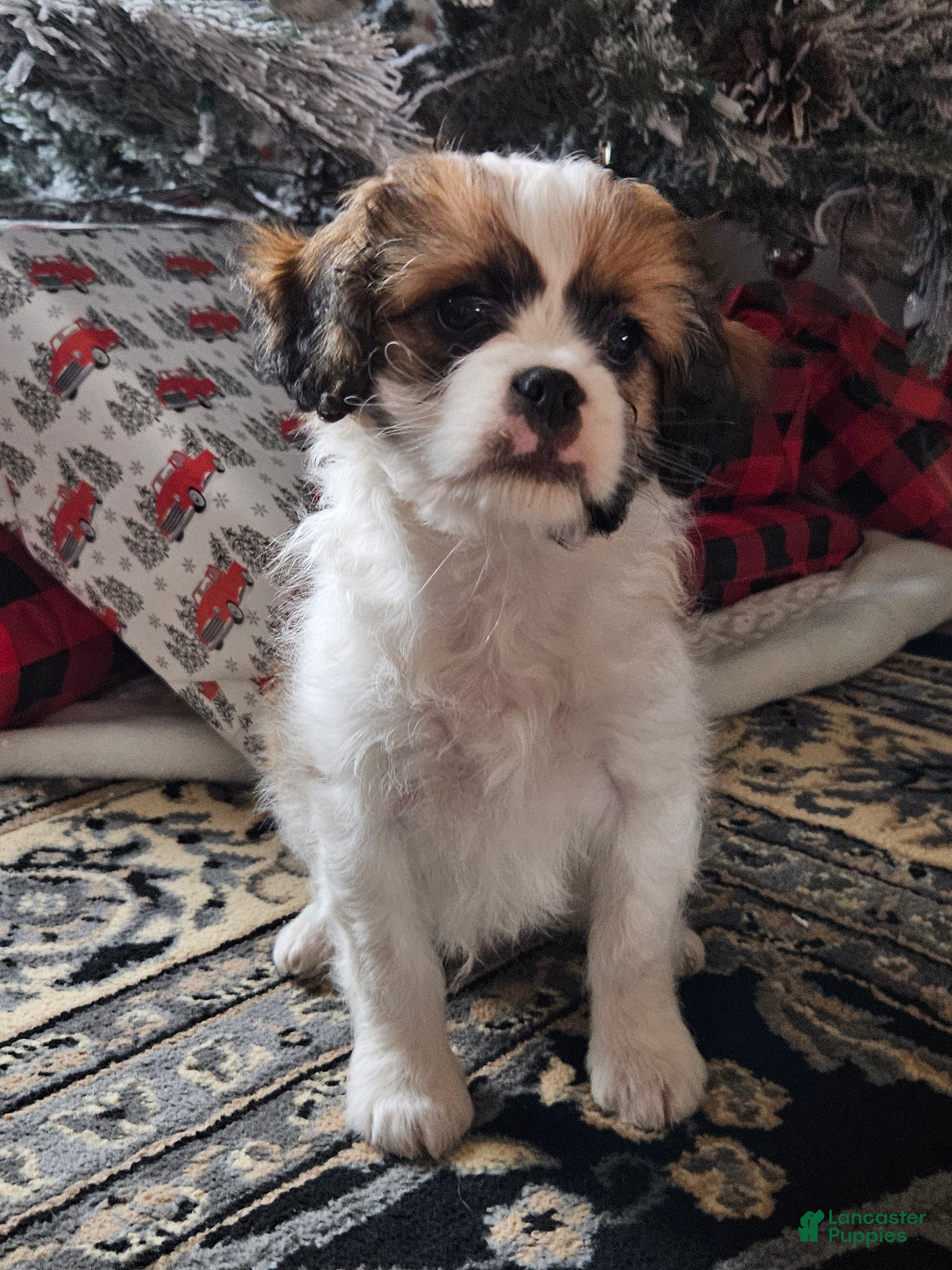 Mixed Breed dogs Biscuit  - Ad 35