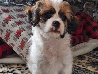 Mixed Breed dogs Biscuit - Ad 35