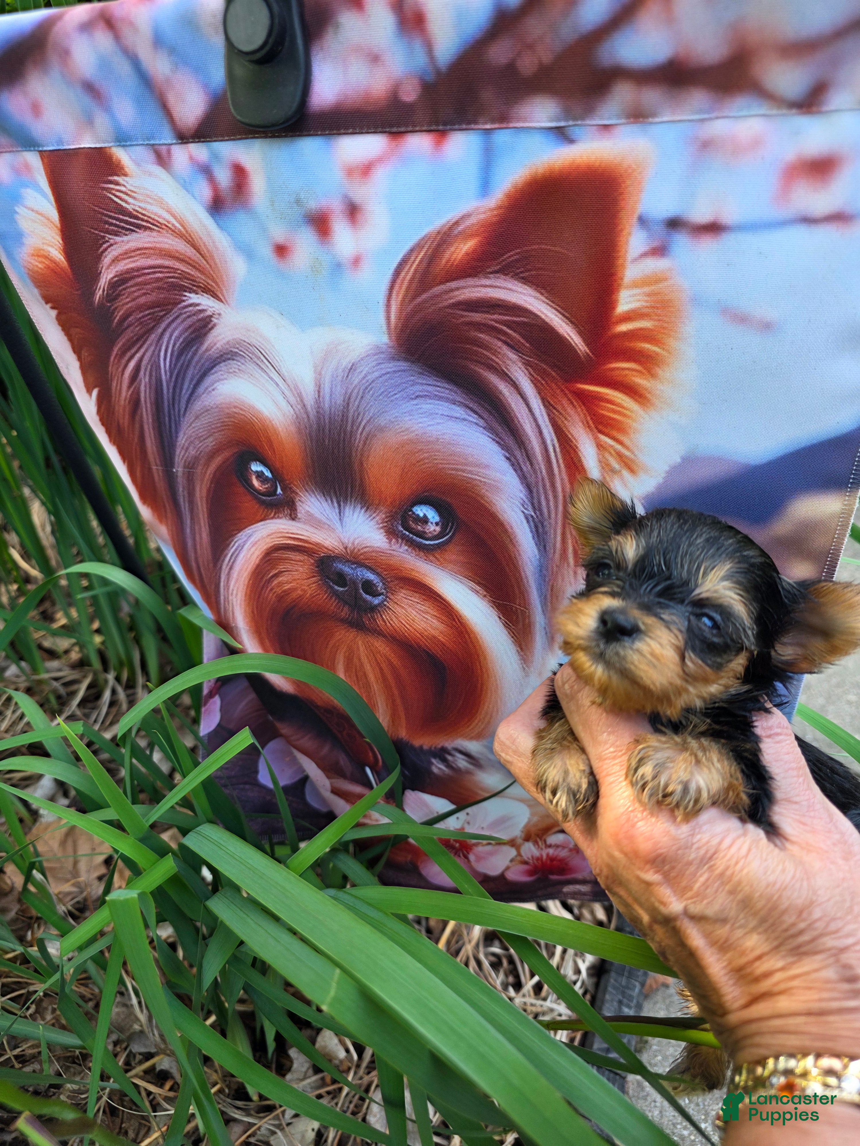 Yorkshire Terrier dogs Bear - Ad 1