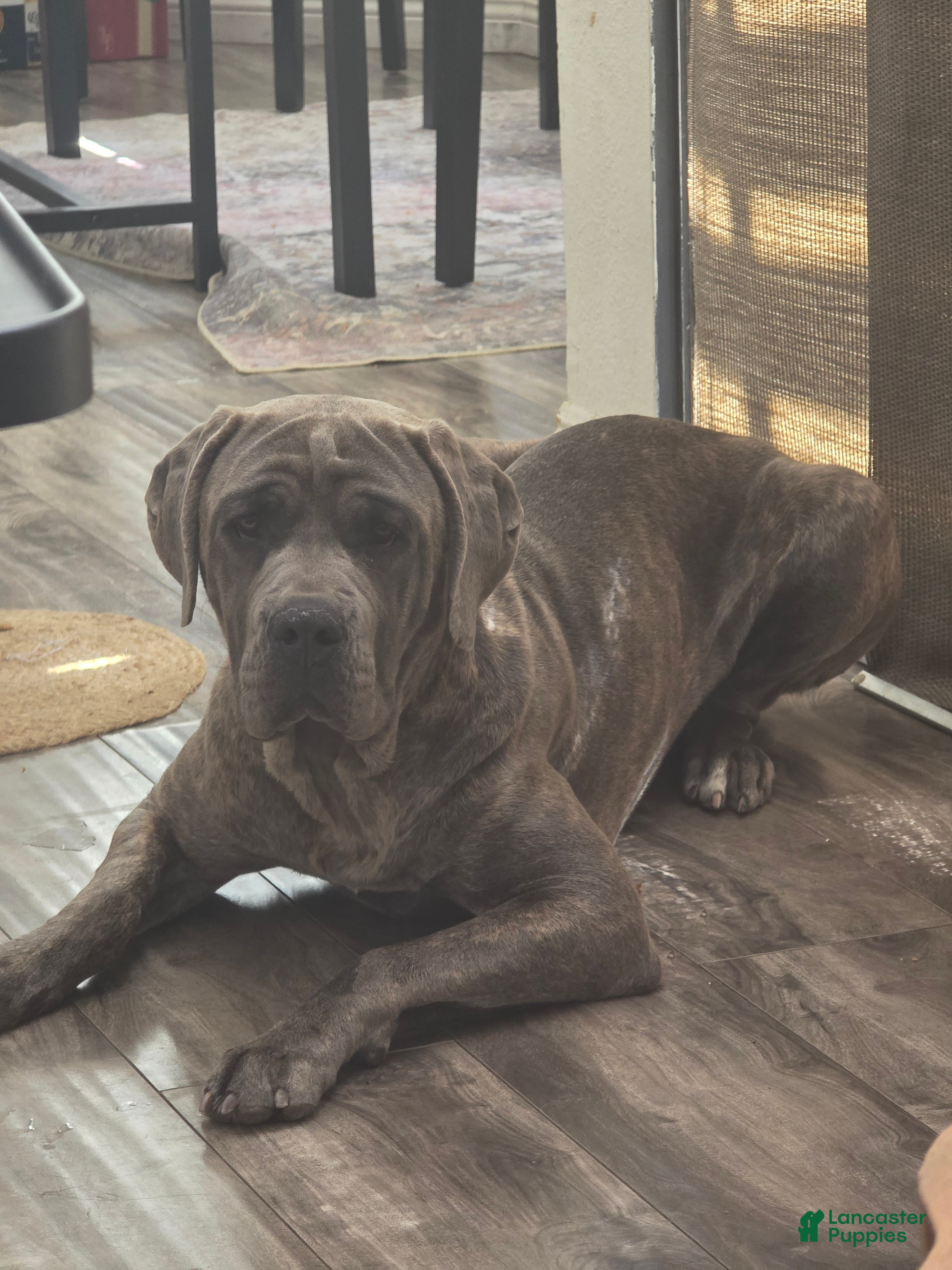 Cane Corso dogs Female blue brindle - Ad 2