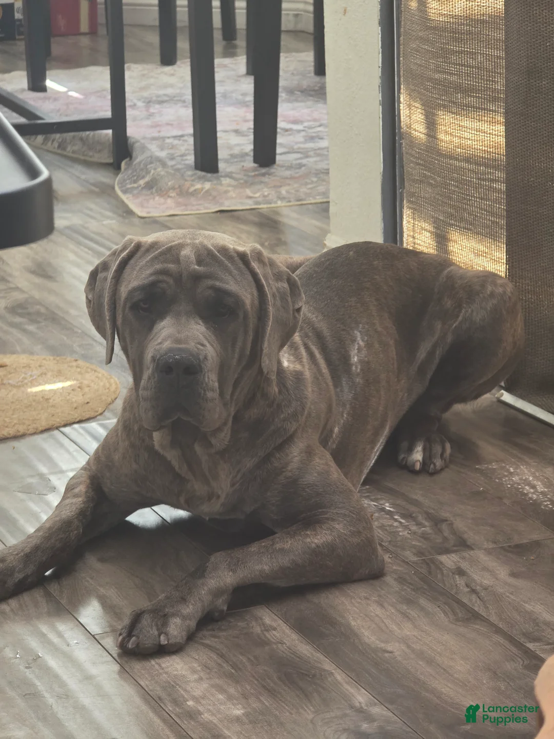 Cane Corso dogs for sale: Female reverse brindle - Ad 2