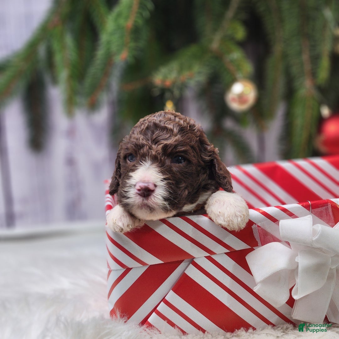 Labradoodle dogs for sale: George - F1B - Ad 2