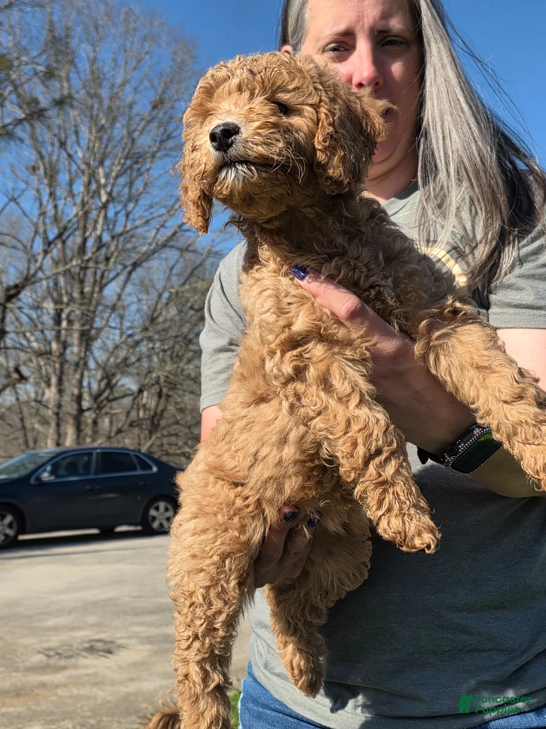 Mixed Breed dogs for sale: Labradoodle Breed Puppy 8 - Ad 1