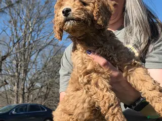 Mixed Breed dogs for sale: Labradoodle Breed Puppy 8 - Ad 2