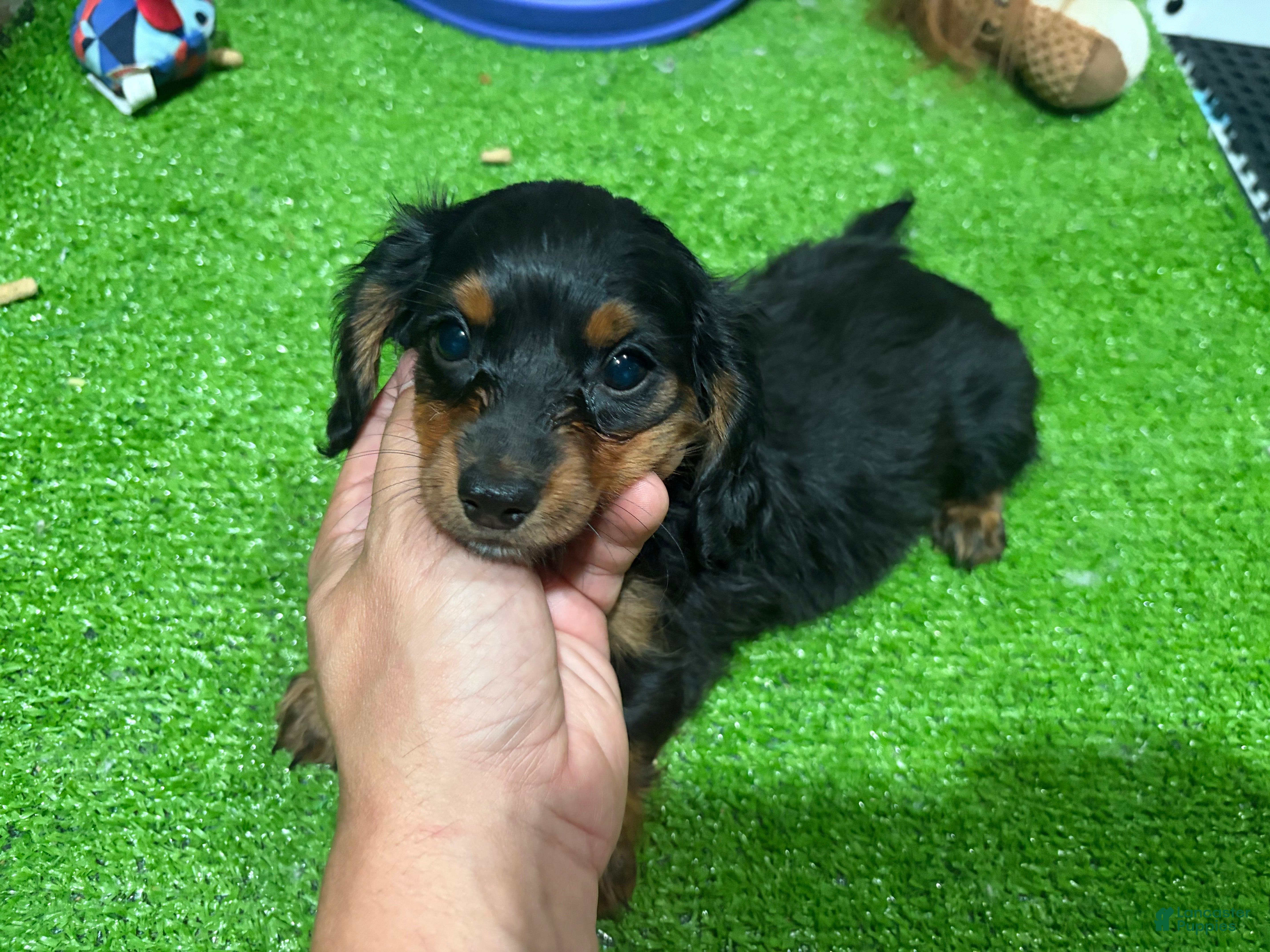Miniature Dachshund dogs Dolly - Ad 1