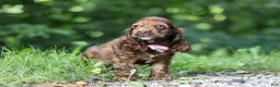 Cocker Spaniel dogs for sale: Sadie - Ad 5