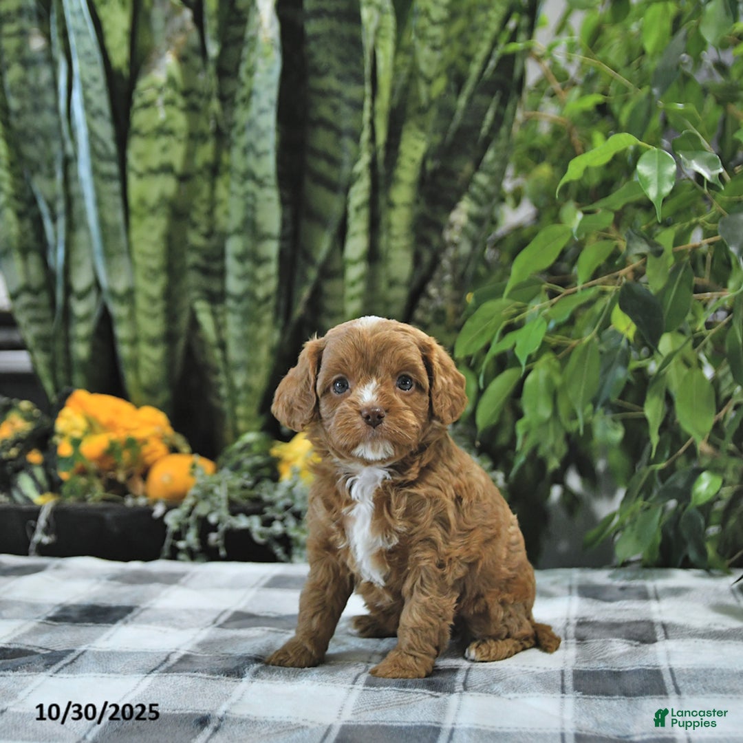 Casey for sale in Millersburg Lancaster Puppies