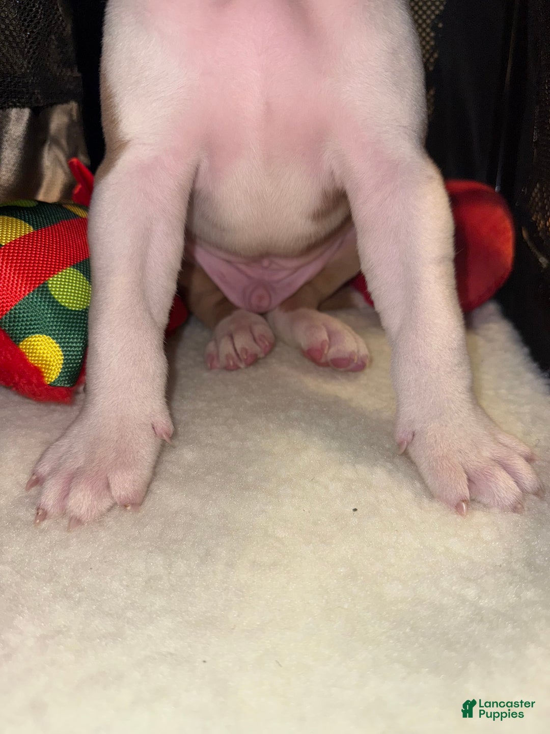 American Bully dogs for sale: Biggie - Ad 8