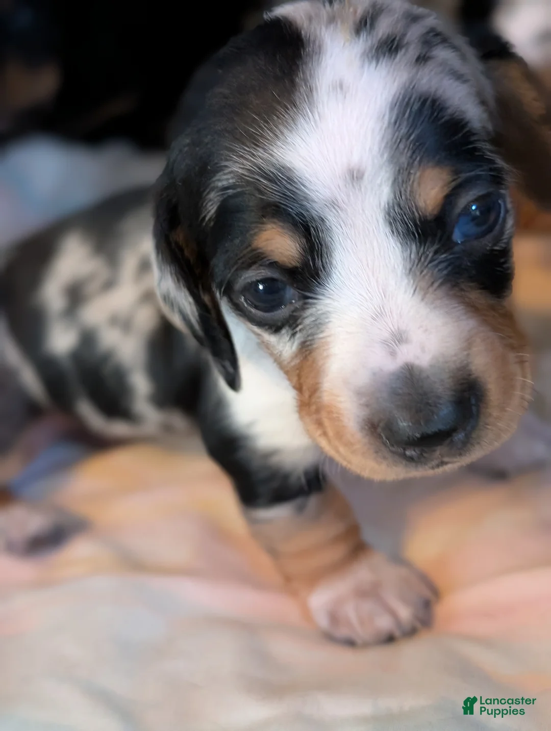 Miniature Dachshund dogs for sale: Miniature Dachshund Puppy 1 - Ad 5