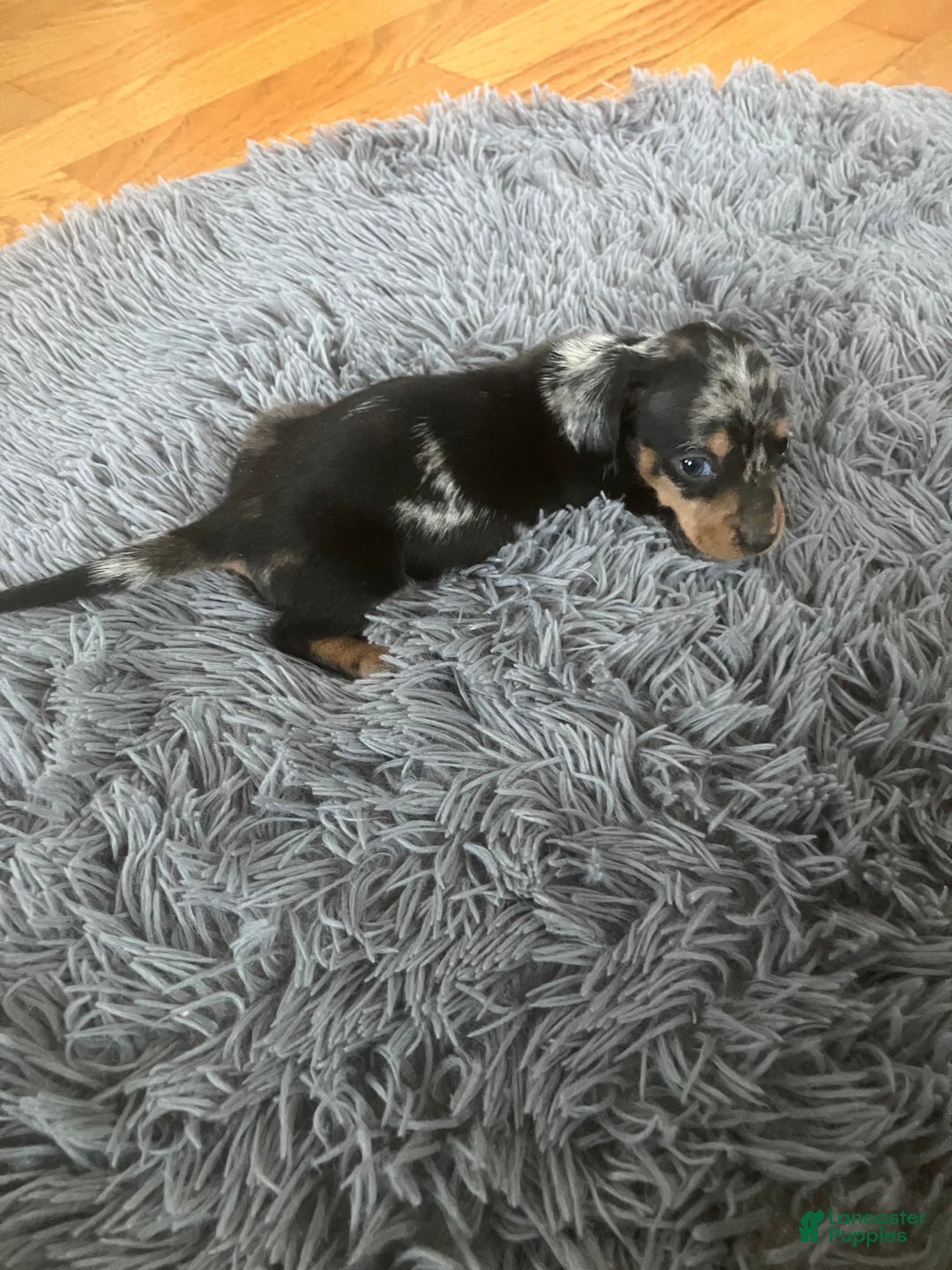 Miniature Dachshund dogs for sale: AKC Julianna - Ad 3