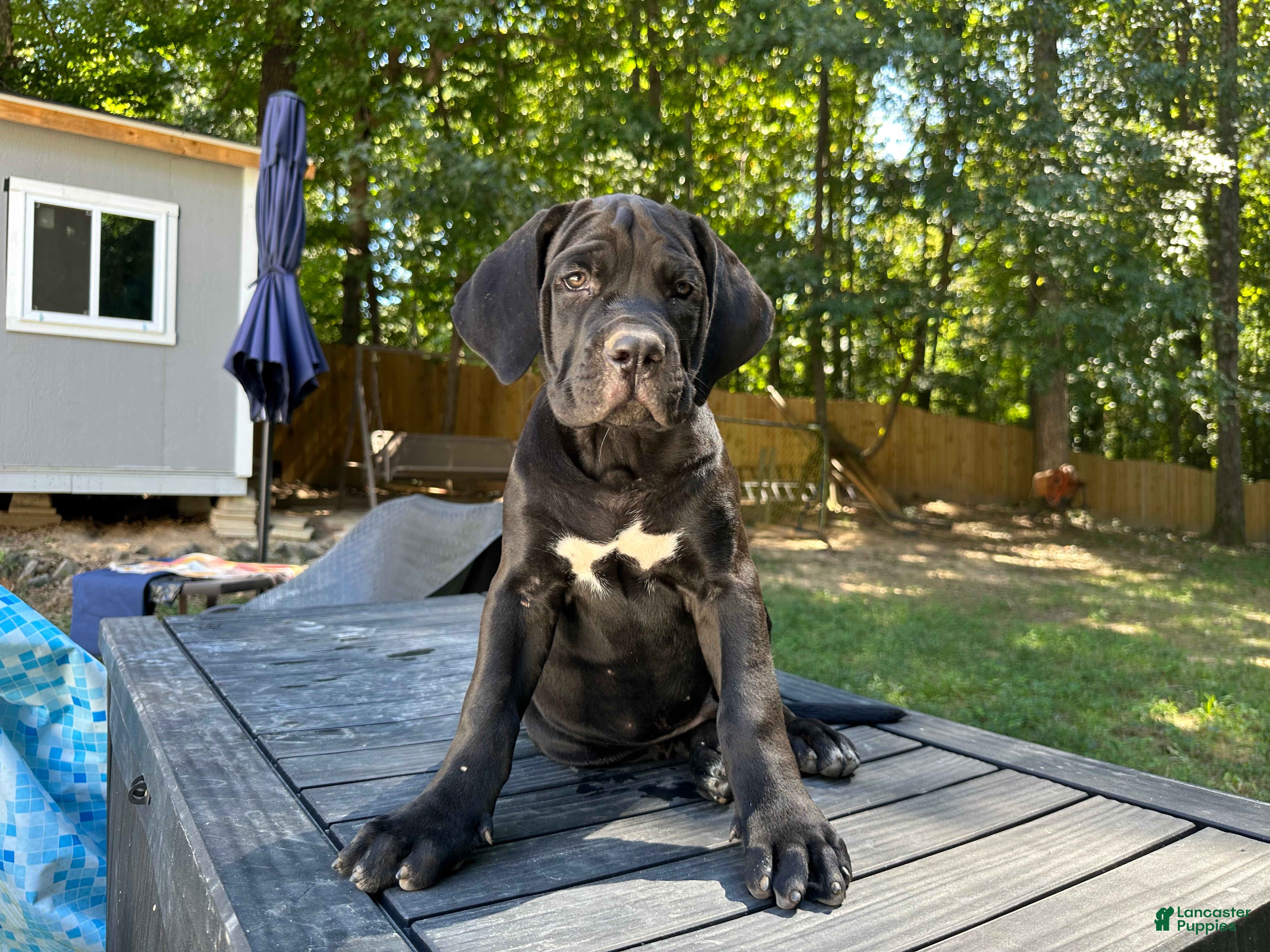 Cane Corso dogs Cane Corso 1 - Ad 29