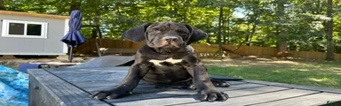 Cane Corso 1