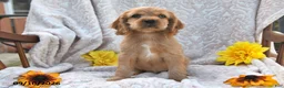 English Cocker Spaniel dogs for sale: Randy Lavern - Ad 2