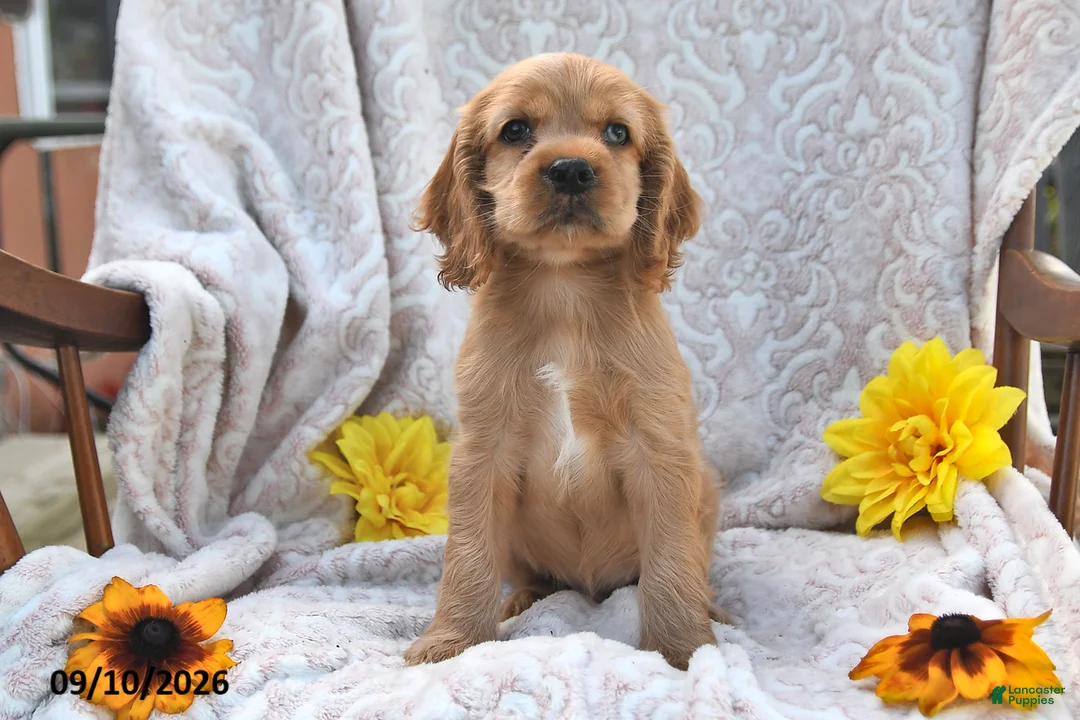 English Cocker Spaniel dogs for sale: Randy Lavern - Ad 2