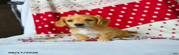 Miniature Dachshund dogs for sale: Spice - Ad 5