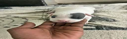 American Bully dogs for sale: American Bully 1 - Ad 5