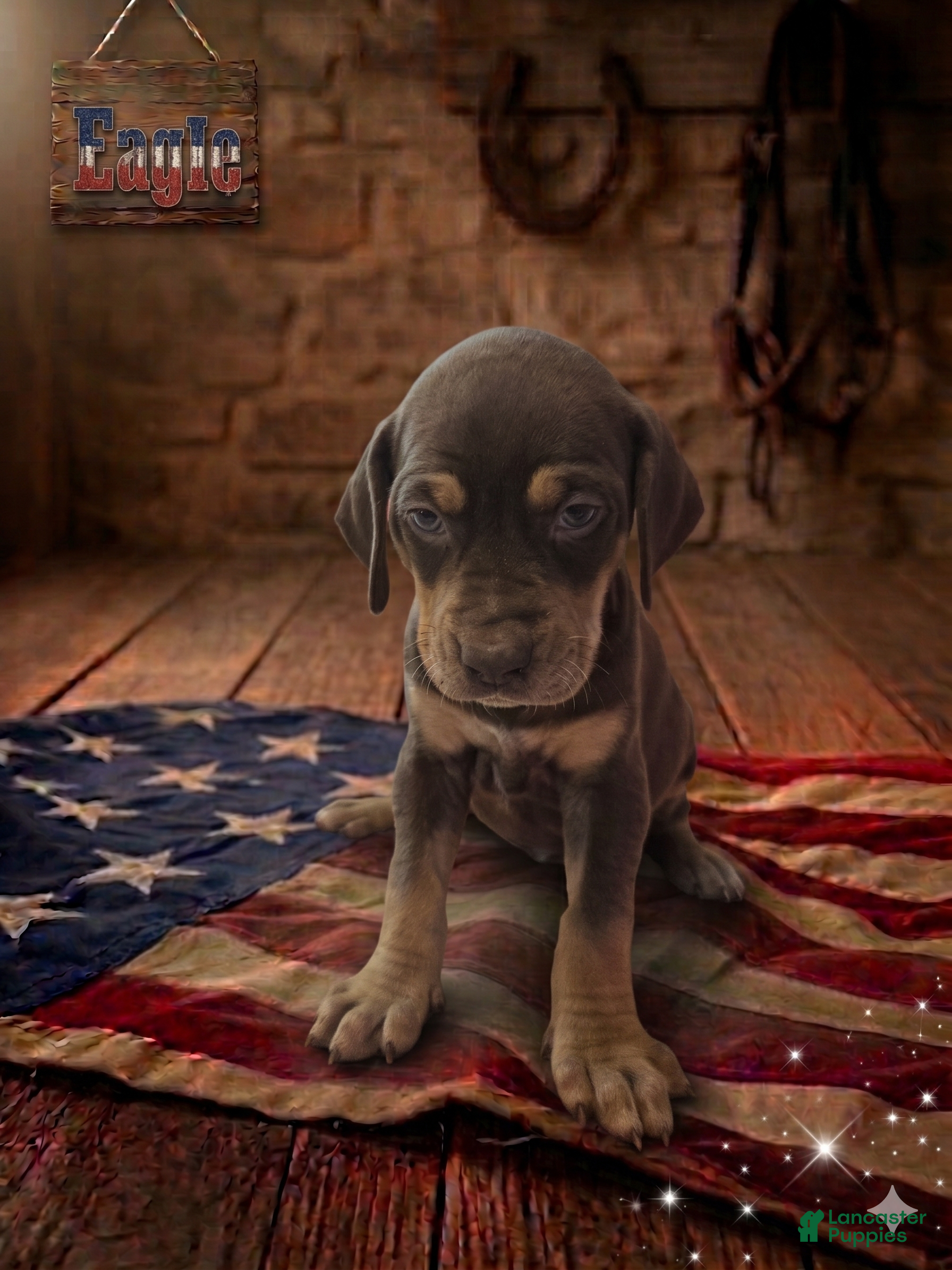 Catahoula Leopard Dog dogs Eagle - Ad 1