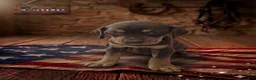 Catahoula Leopard Dog dogs for sale: Eagle - Ad 1