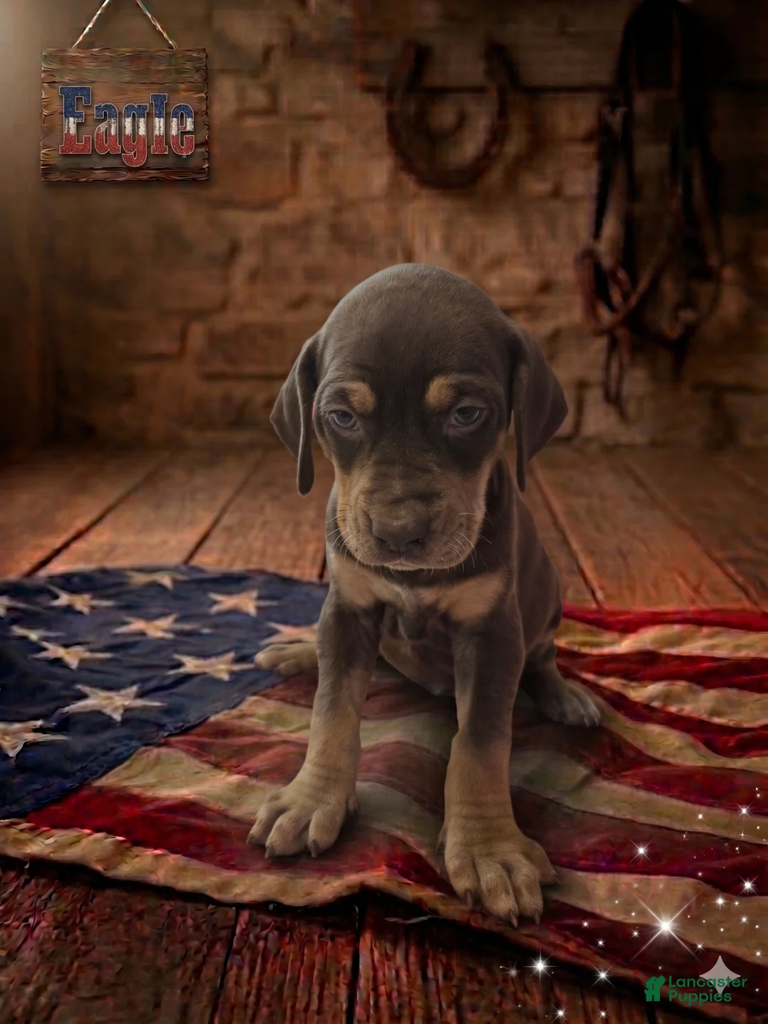 Catahoula Leopard Dog dogs for sale: Eagle - Ad 1