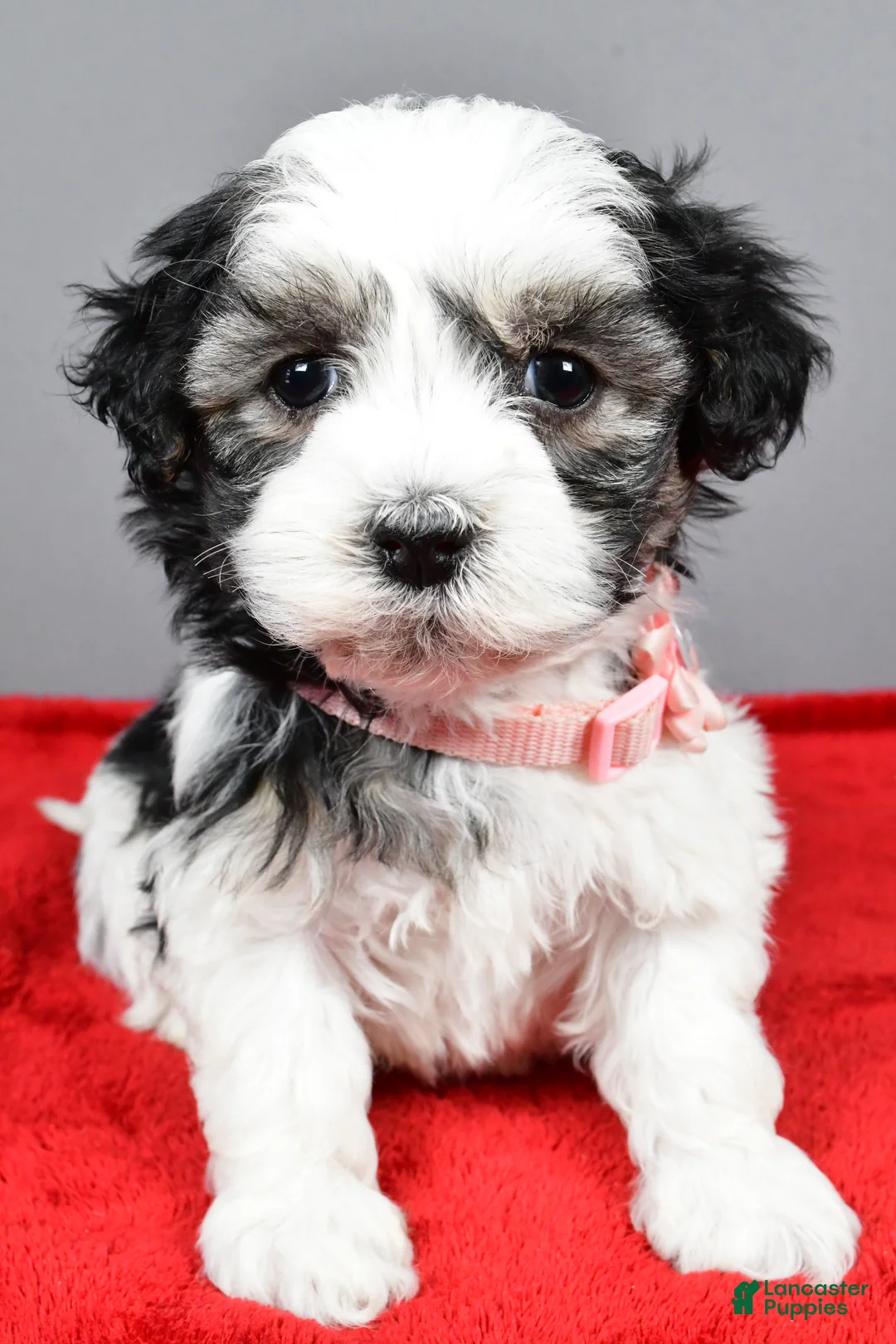 Havanese dogs for sale: Daine - Ad 6
