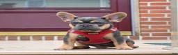 French Bulldog dogs for sale: Peter - Ad 3