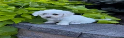 Bichon Frise dogs for sale: Bailey  - Ad 4