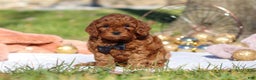 Cavapoo dogs for sale: Tucker - Ad 1