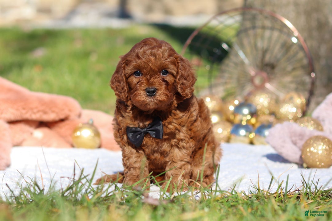 Cavapoo dogs for sale: Tucker - Ad 1