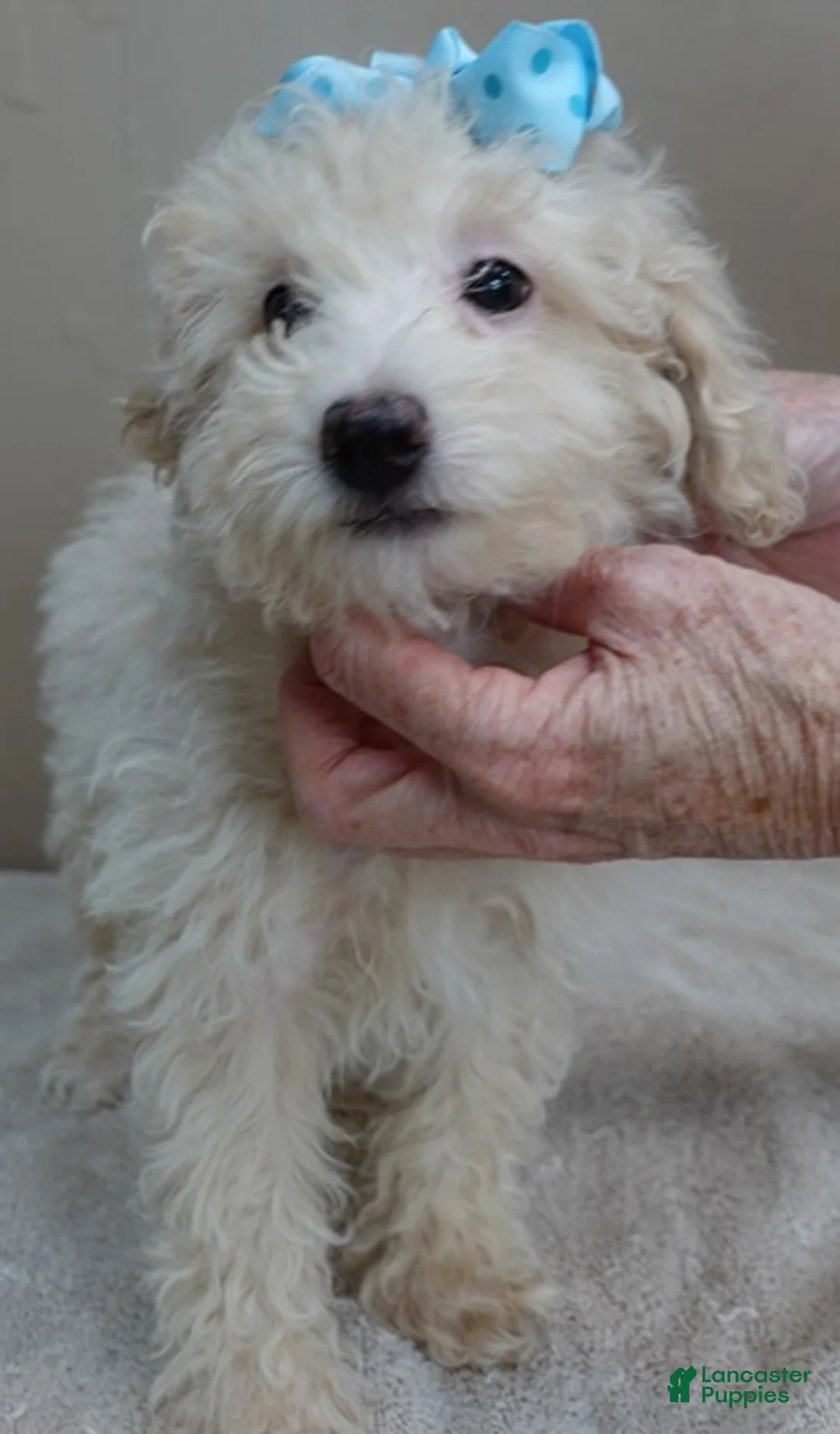 Toy Poodle dogs for sale: Male Sale 1   4 lbs 9 ozs - Ad 2