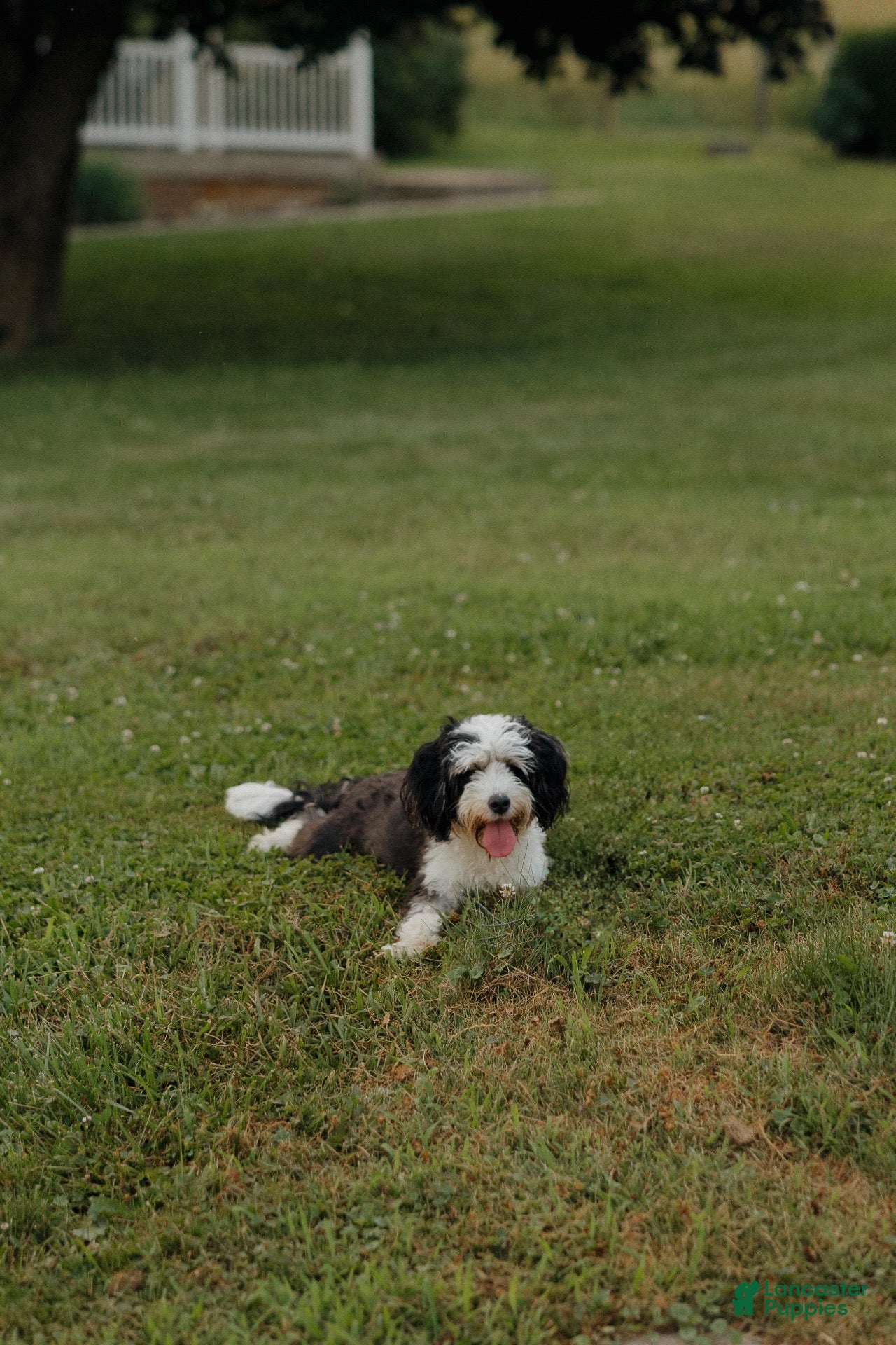 Bernedoodle dogs Luna  - Ad 1
