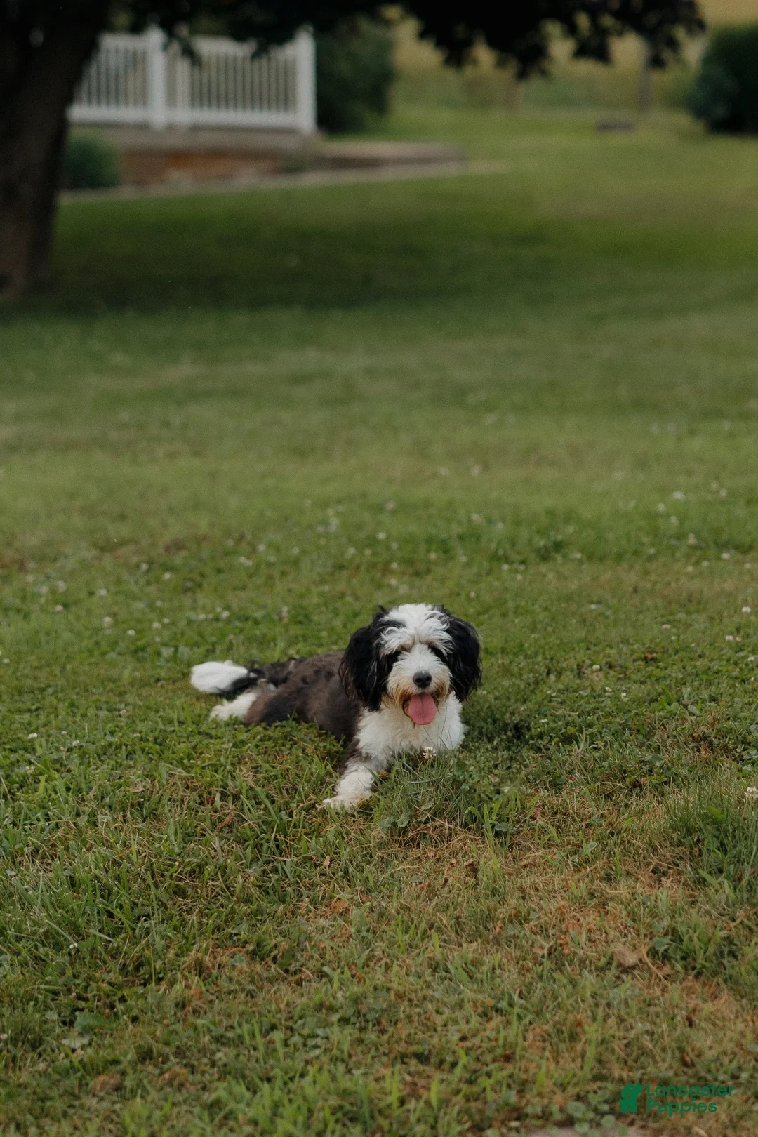 Bernedoodle dogs for sale: Luna  - Ad 1