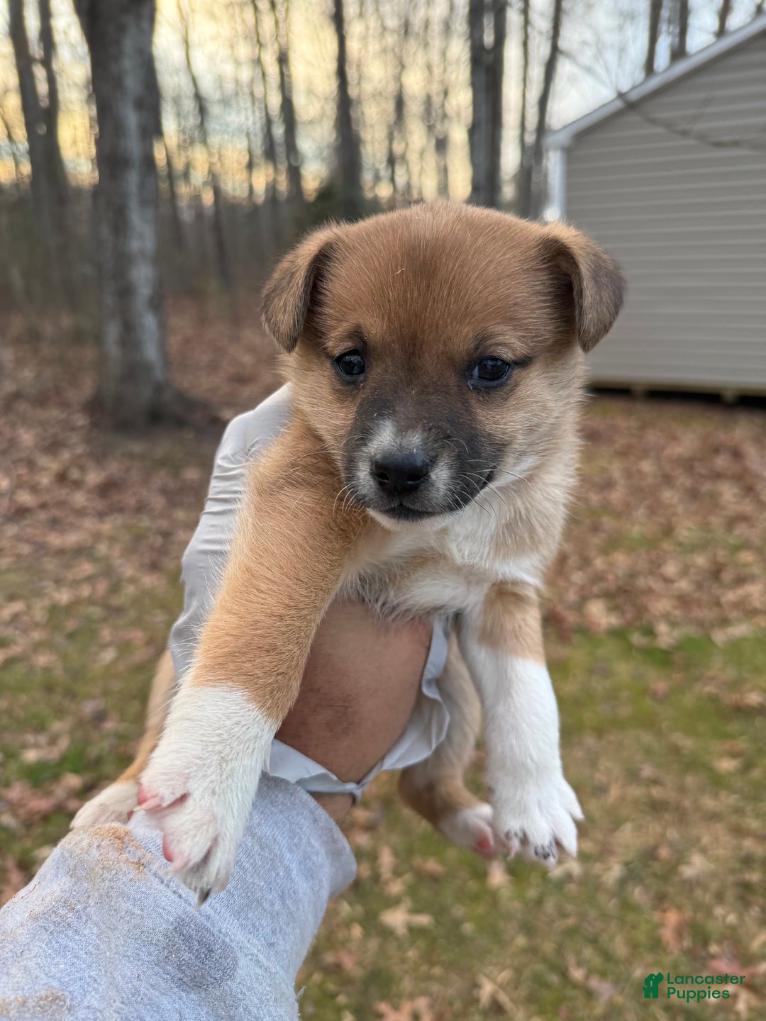 Pomsky dogs for sale: Pomsky Puppy 4 - Ad 3