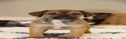 Puggle dogs for sale: Axel - Ad 3