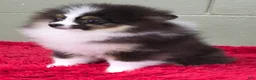 Pomeranian dogs for sale: Tux - Ad 3