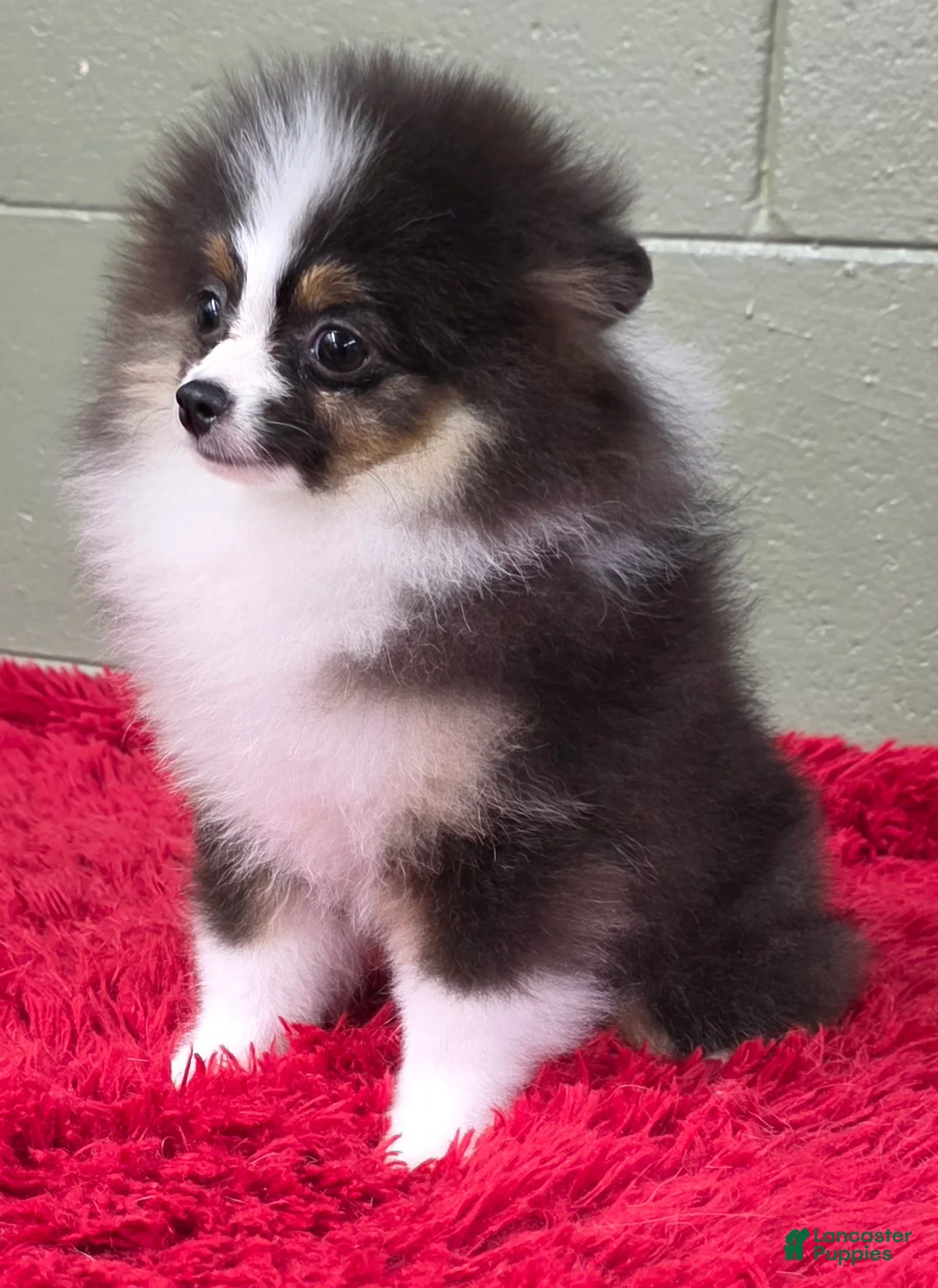 Pomeranian dogs for sale: Tux - Ad 3