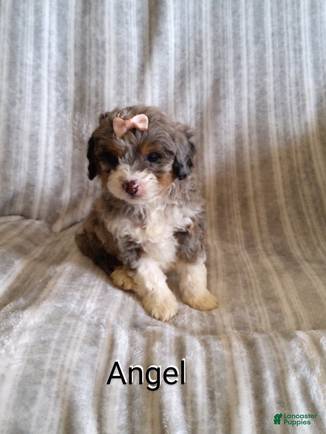 Mini Bernedoodle dogs for sale:  Angel  - Ad 9