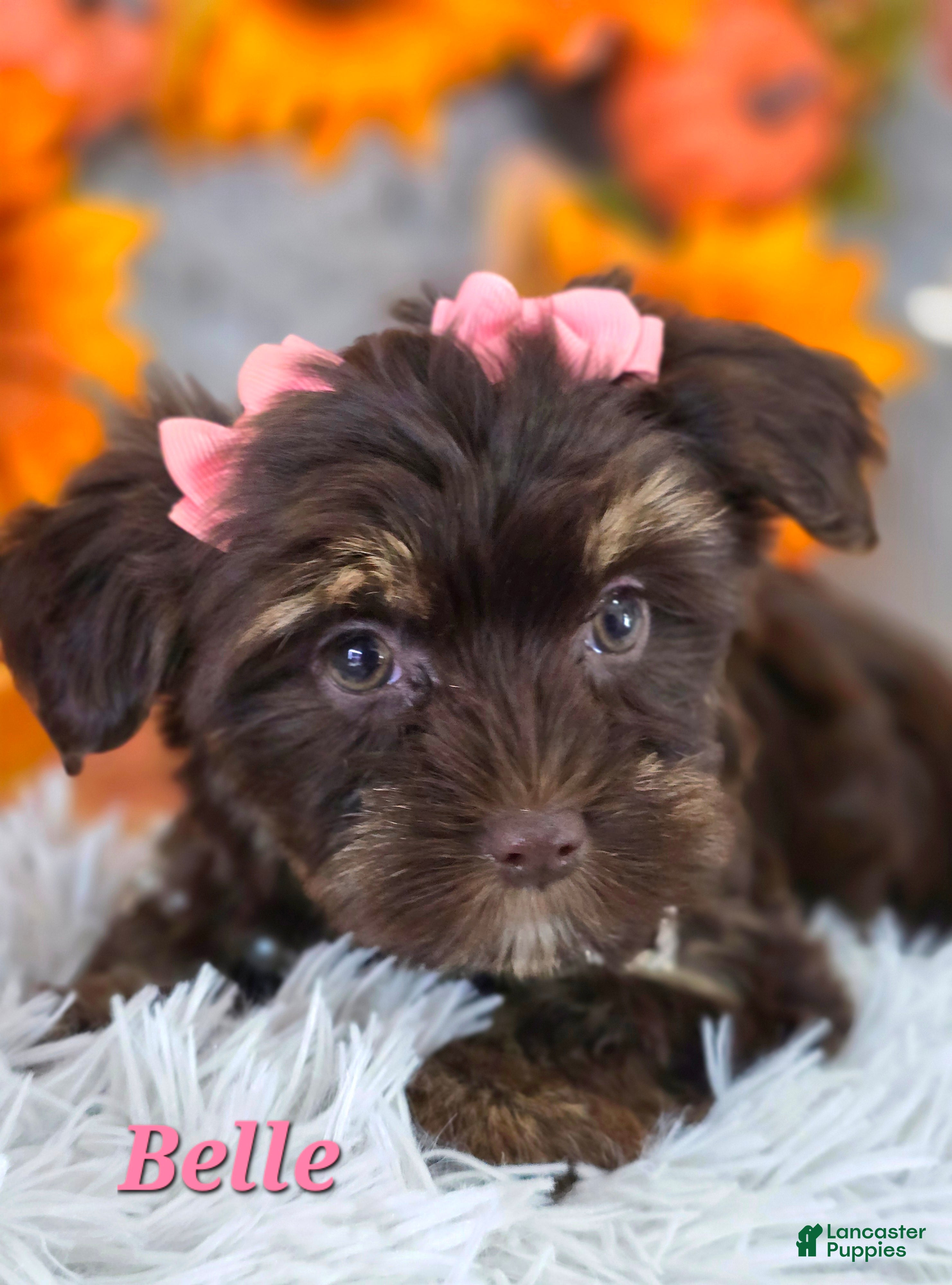 Yorkshire Terrier dogs Belle - Ad 1