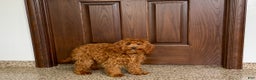 Cockapoo dogs for sale: Curtis - Ad 3