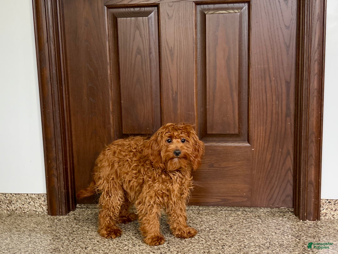 Cockapoo dogs for sale: Curtis - Ad 3