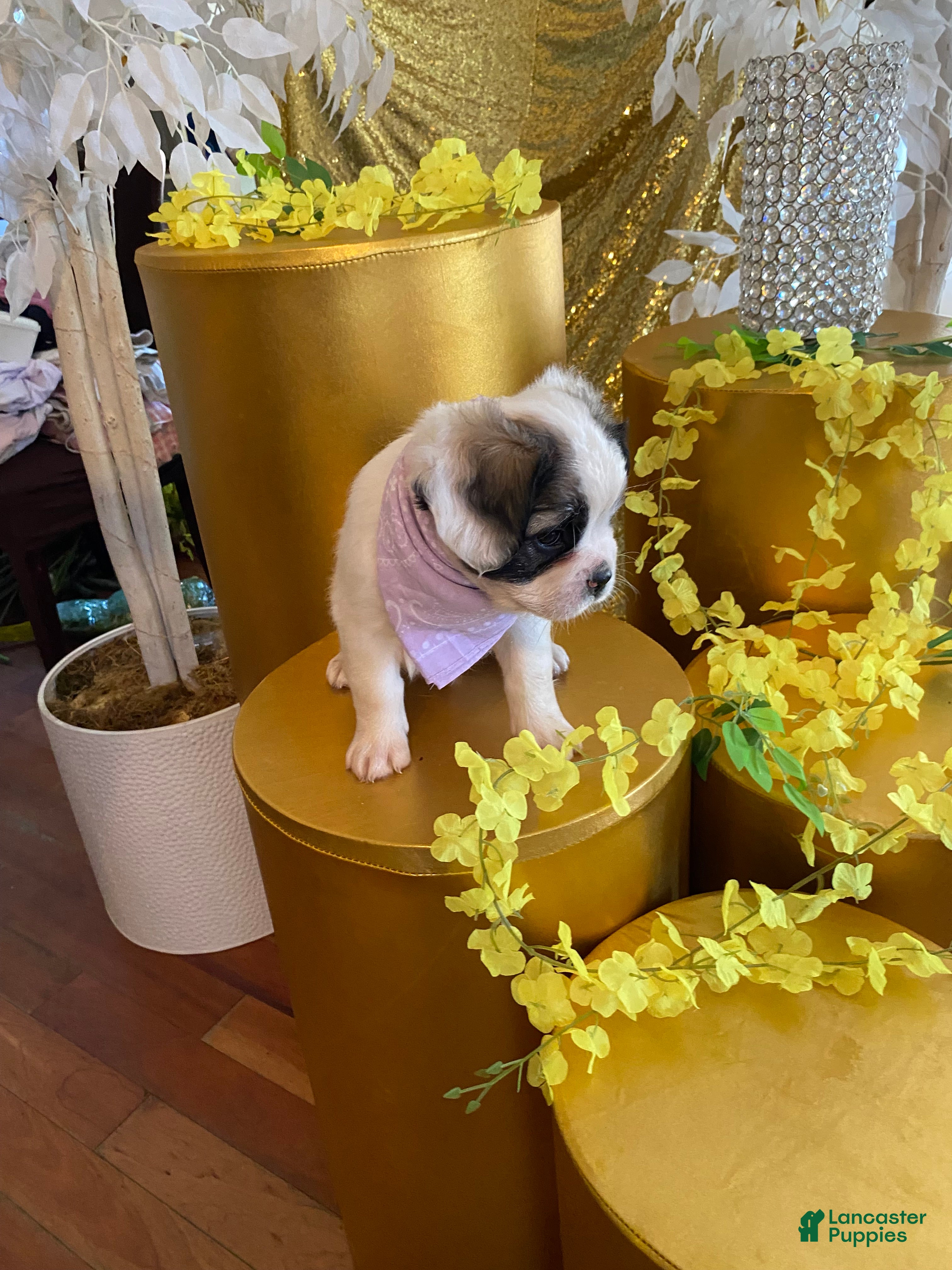 French Bulldog dogs Dakota - Ad 16