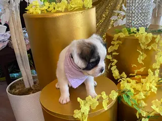 French Bulldog dogs Dakota - Ad 6