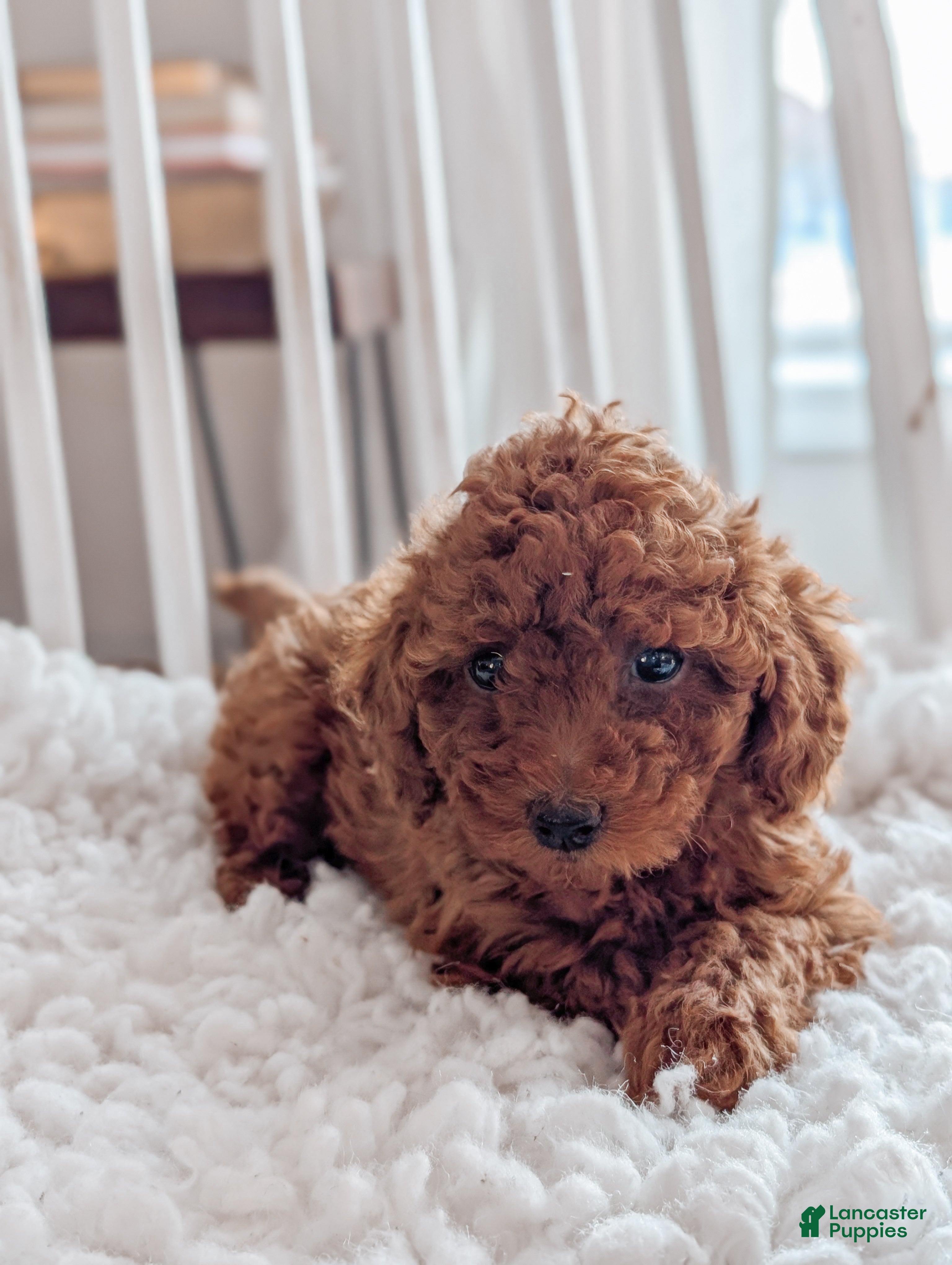 Miniature Poodle dogs Bella - Ad 1
