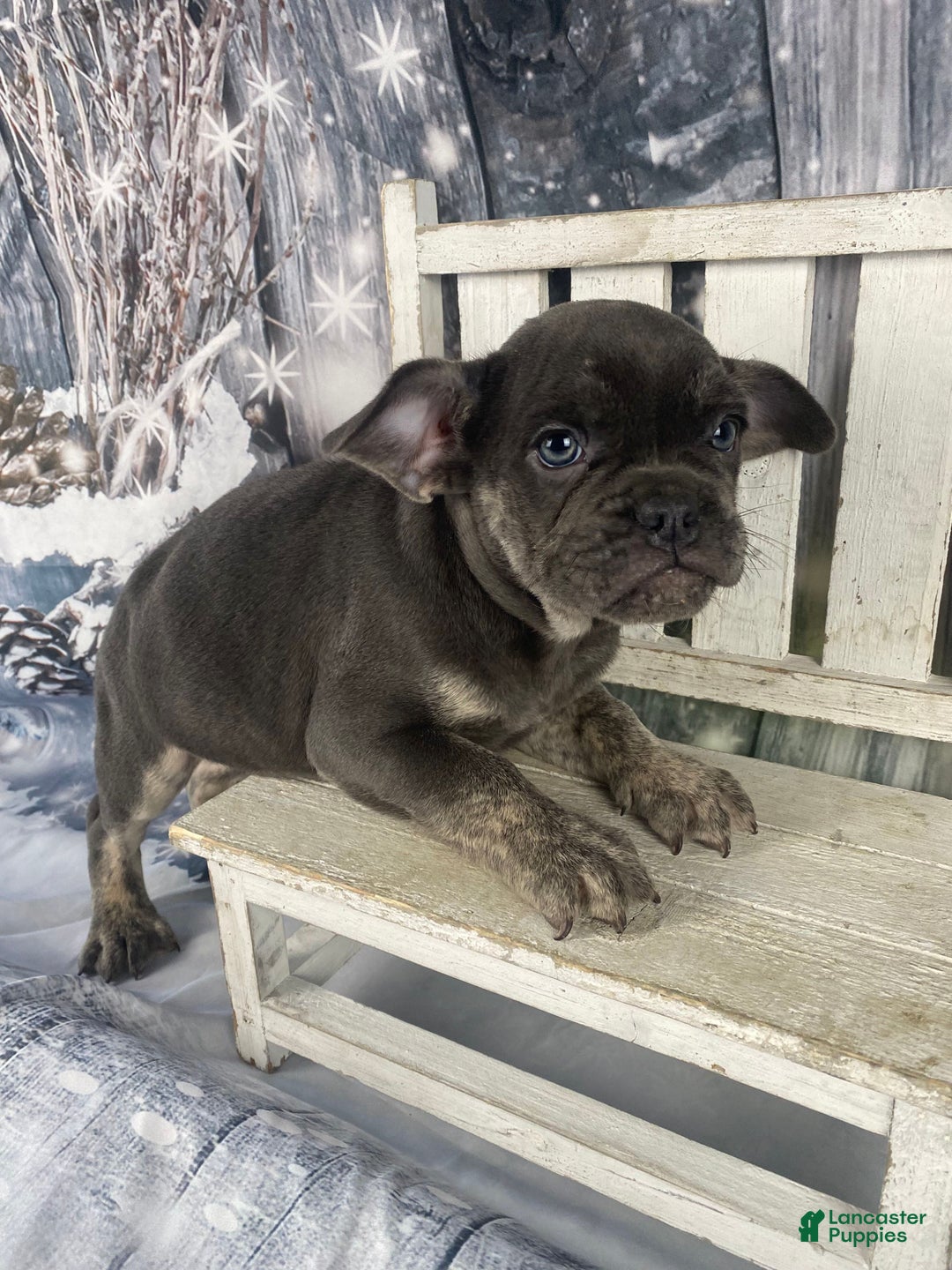 Mixed Breed dogs for sale: Billy - Ad 7