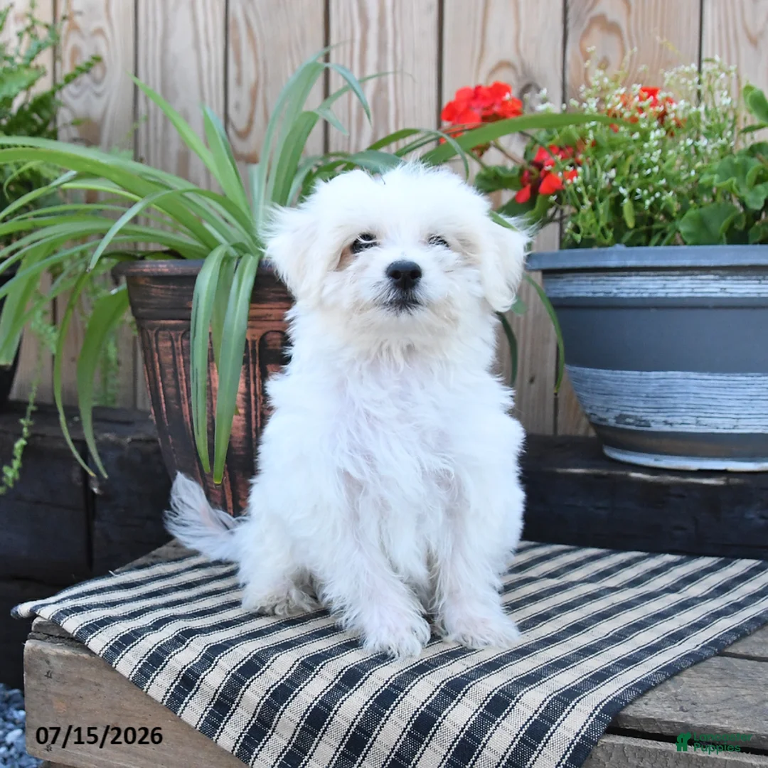 Mixed Breed dogs for sale: Otto - Ad 2