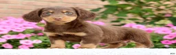 Miniature Dachshund dogs for sale: Daisy - Ad 1