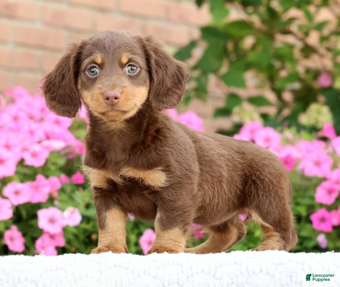 Miniature Dachshund dogs for sale: Daisy - Ad 1