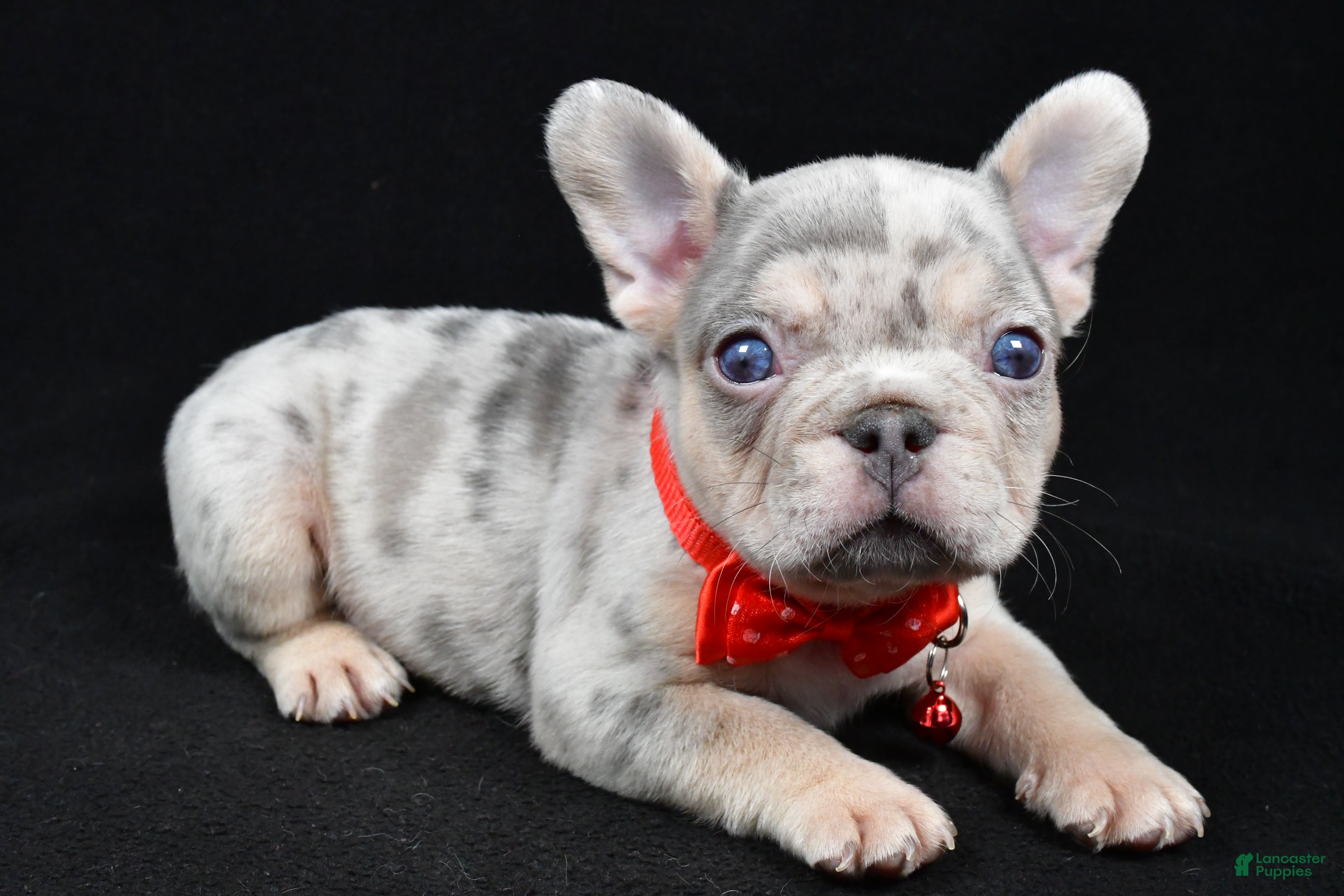 French Bulldog dogs Waylon - Ad 33
