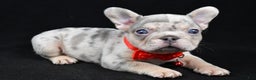 French Bulldog dogs for sale: Waylon - Ad 1
